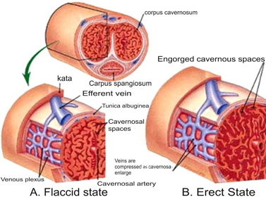 Prosize - incorporated Povekti Penis
